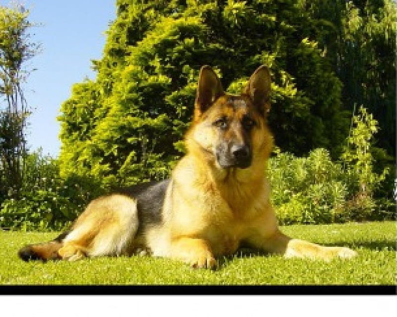german shepherd, protector, german, guard, shepherd, dog, HD wallpaper