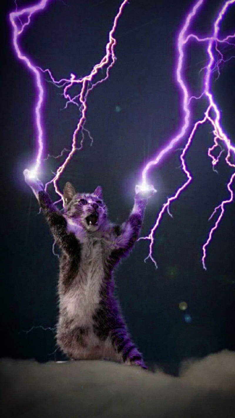 Lightning cat, cats, funny cat, funny cats, kitty, lightning strike, HD phone wallpaper