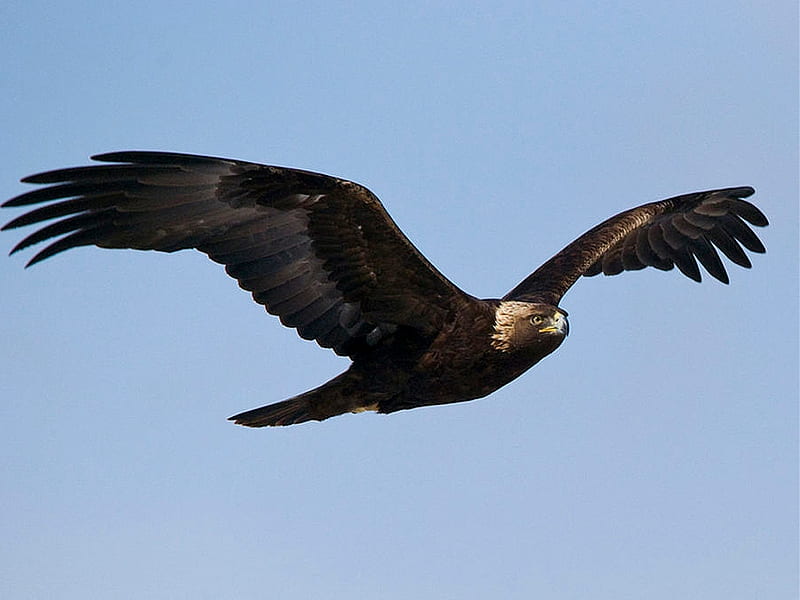 águila real, depredador, pájaro, dorado, águila, presa, Fondo de pantalla  HD | Peakpx