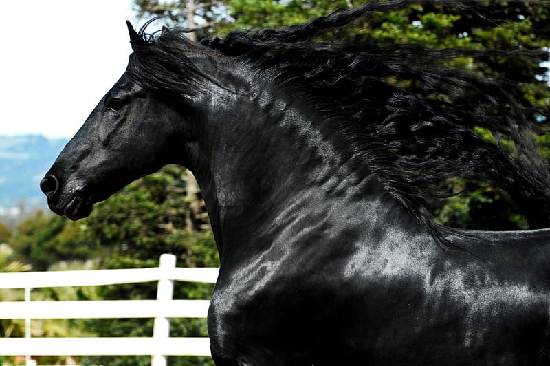 Black Horse With Flowing Mane F head, equine, bonito, horse, animal, stallion, graphy, wide screen, HD wallpaper