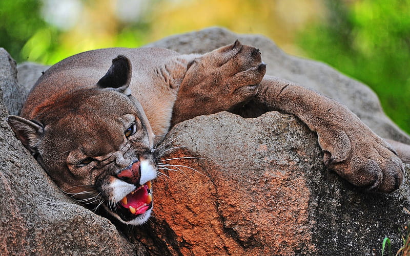 cougar, sharp teeth, wild cat, wildlife, predator, forest, HD wallpaper