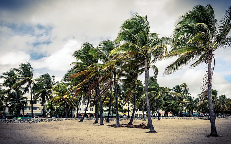 Miami Beach, beach, florida, miami, cloud, usa, palm, sky, street, HD wallpaper