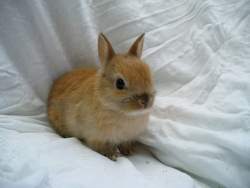 Dwarf Bunny, cute, rabbit, bunny, dwarf, HD wallpaper