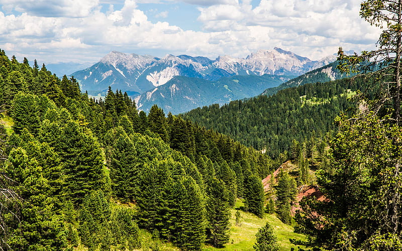 Swiss Alp summer, mountains, forest, Switzerland, Europe, HD wallpaper