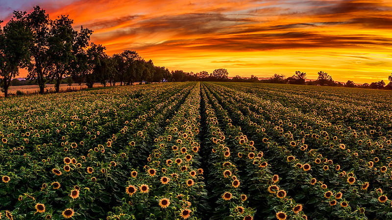 Campo de girasoles verano flores amarillas bajo nubes amarillas negras  cielo durante la puesta de sol flores, Fondo de pantalla HD | Peakpx