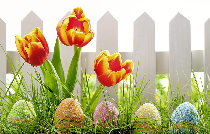 Springtime, fence, eggs, tulips, easter, HD wallpaper | Peakpx