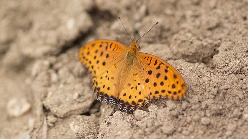 Brenthis daphne, 3840x2160, Fritillary, Insect, Nymphalidae, Butterfly, HD wallpaper