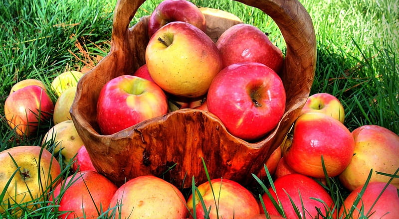 Autumn apples, fall, still life, apple, harvest, graphy, autumn fruits, HD wallpaper