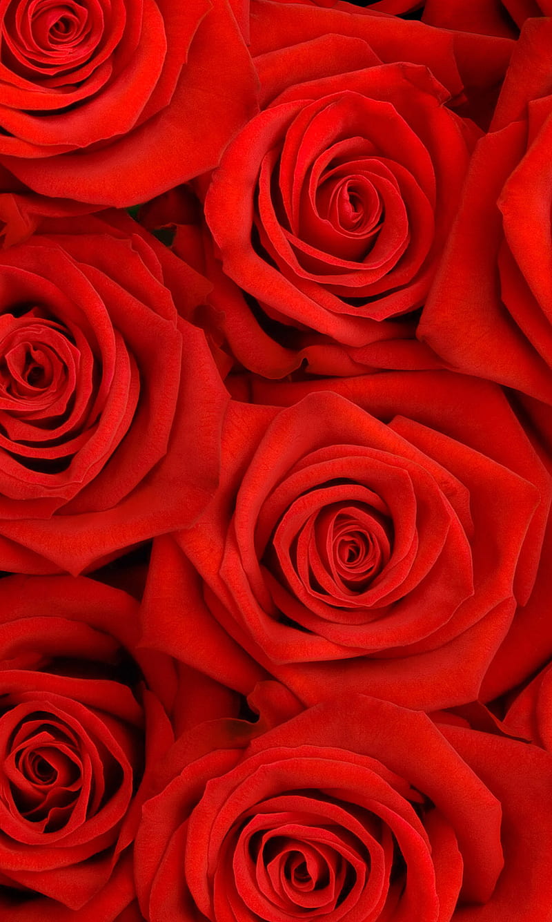 Roses, flowers, love, miss you, red, rose, HD phone wallpaper