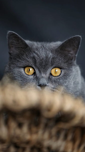 HD grey kitten wallpapers | Peakpx