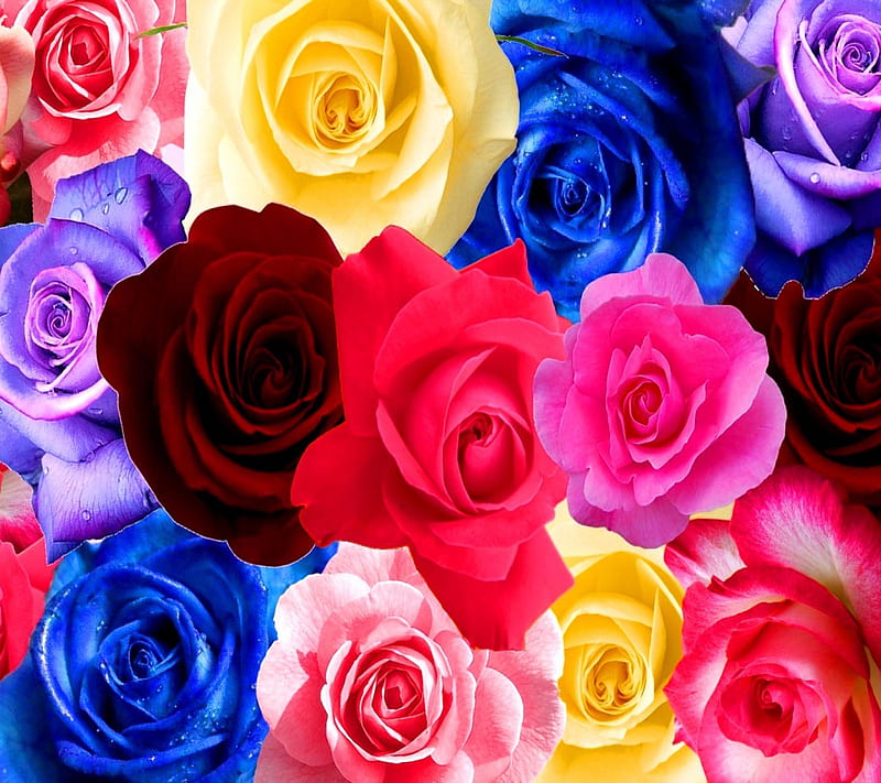 72 Phoolon ke rang se️ ideas | beautiful flowers, flower phone wallpaper,  sunflower wallpaper