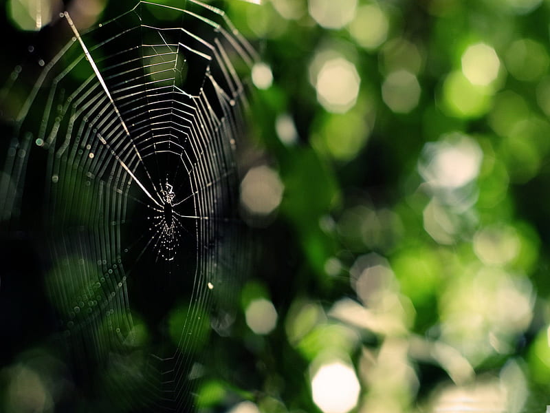 spider web-small animal, HD wallpaper