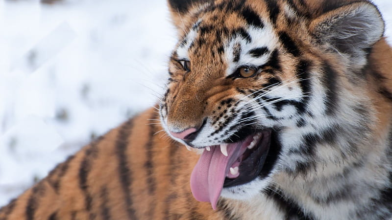 Siberian Tiger, growl, tiger, Siberian, snow, HD wallpaper