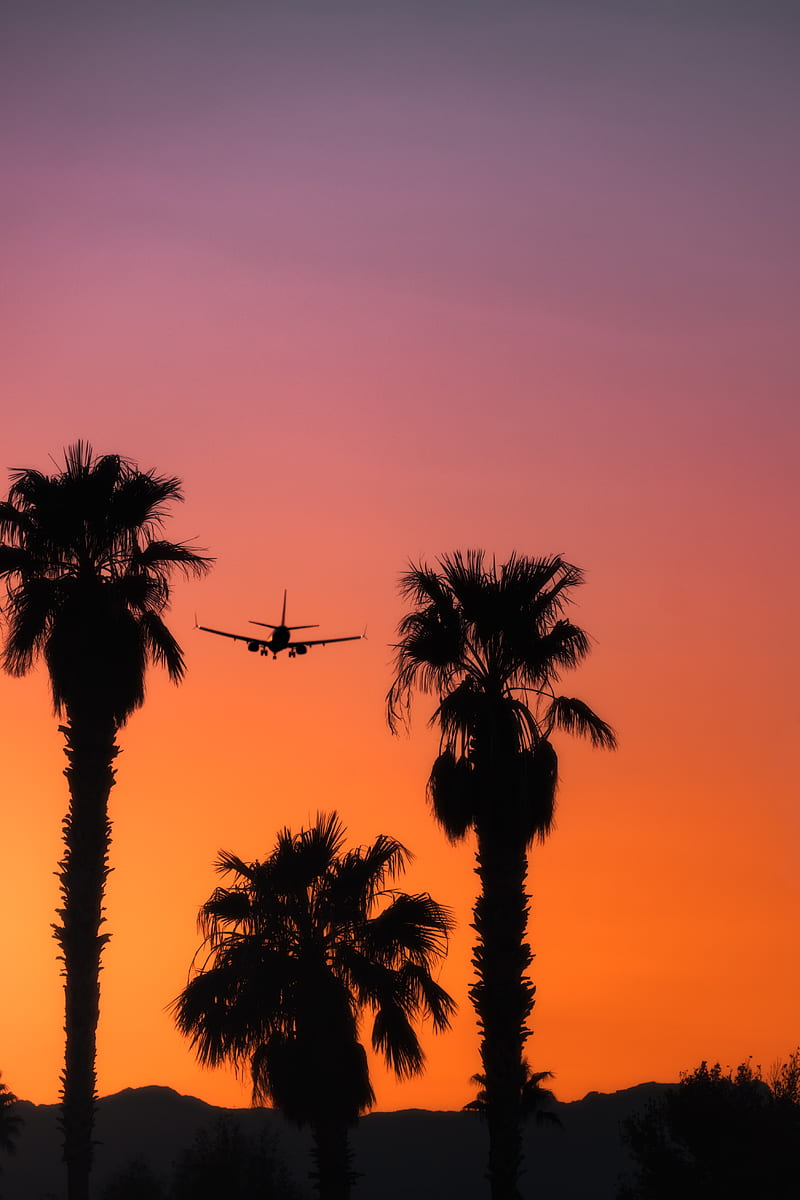 palm, silhouette, plane, sunset, sky, HD phone wallpaper