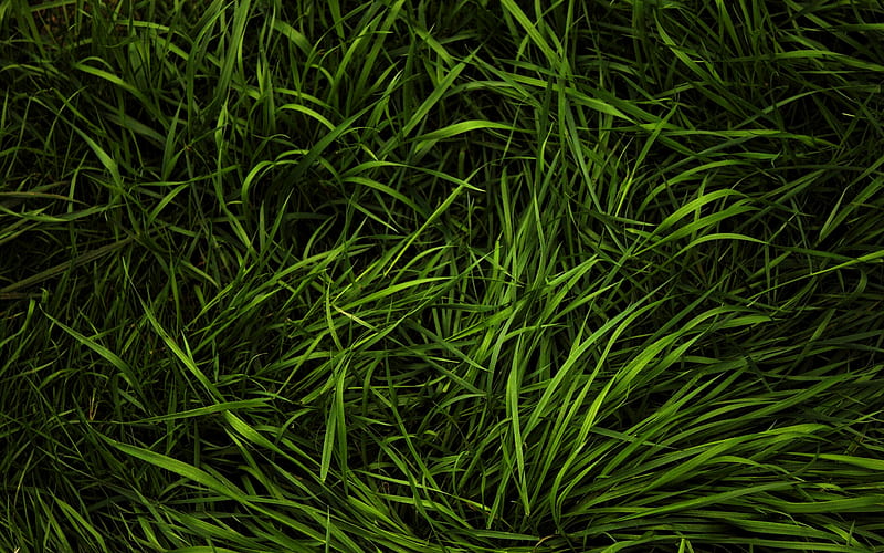green grass texture, macro, plant textures, grass backgrounds, grass textures, green grass, grass from top, green backgrounds, HD wallpaper