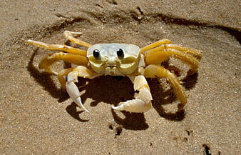 yellow crabs