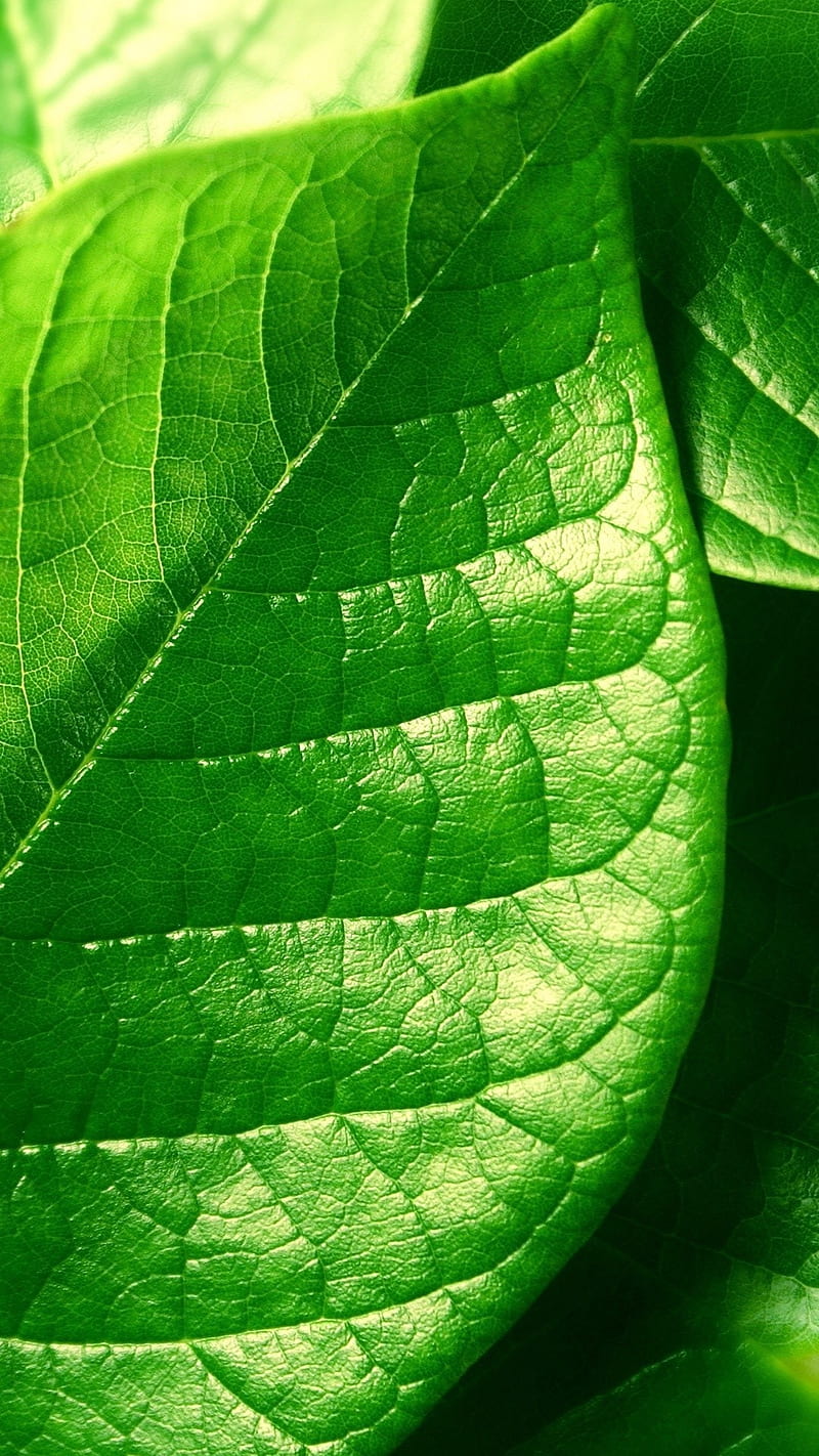 Green Leaf, Macro, Nature, HD Phone Wallpaper | Peakpx