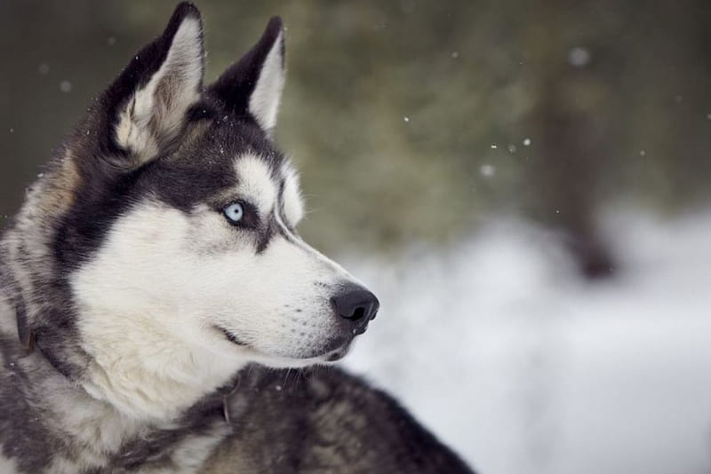 Son of the North, cute nature, pets, animals, dogs, sweet, husky, HD ...