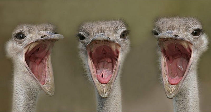 small cute ostrich, cute, ostrich, bird, adorable, baby, HD wallpaper
