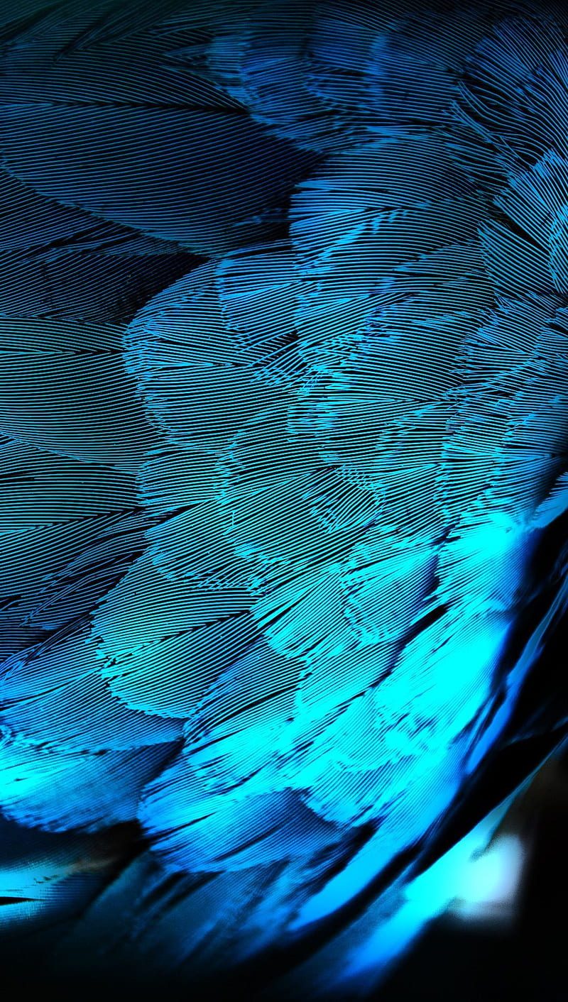 Blue plumage, hedv, tgj, HD phone wallpaper