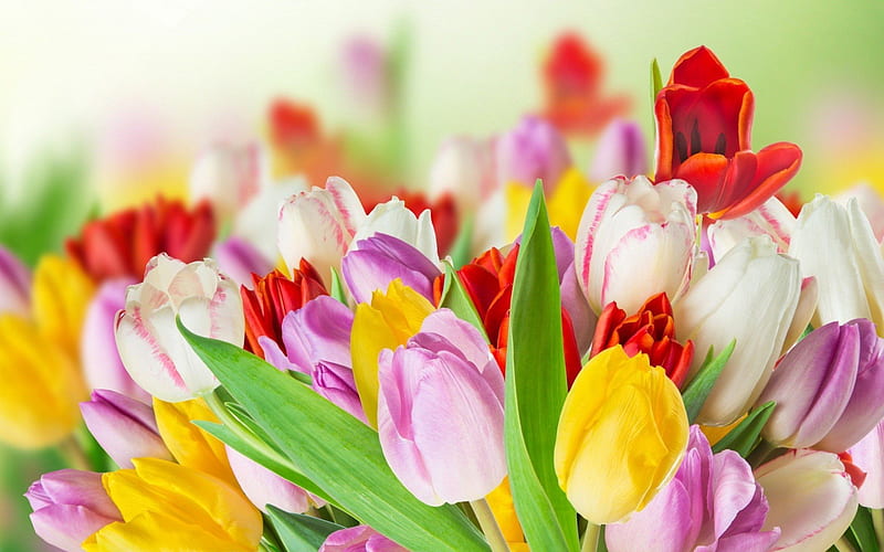colorful flowers, spring, tulips, bouquet, HD wallpaper