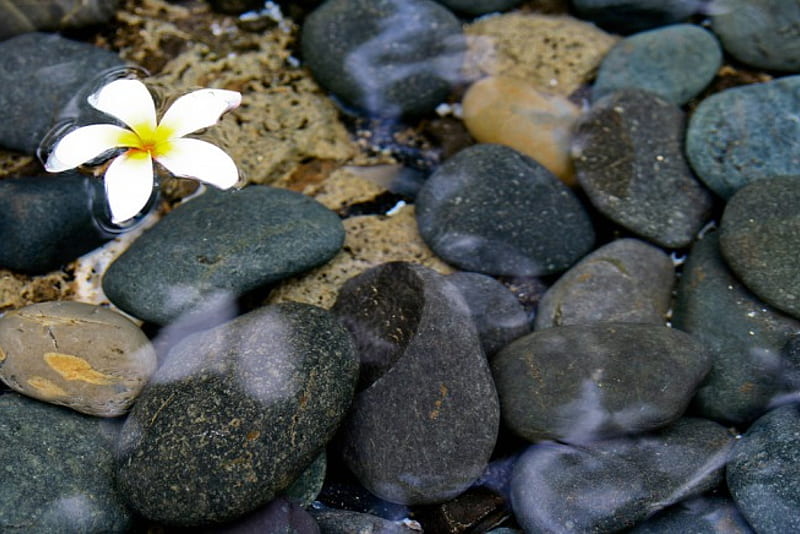 Plumeria on Beach with Pebbles Hawaii, rocks, exotic, hawaii, ocean, pebbles, plumeria, bonito, sea, beach, sand, frangipani, flower, tropical, hawaiian, HD wallpaper