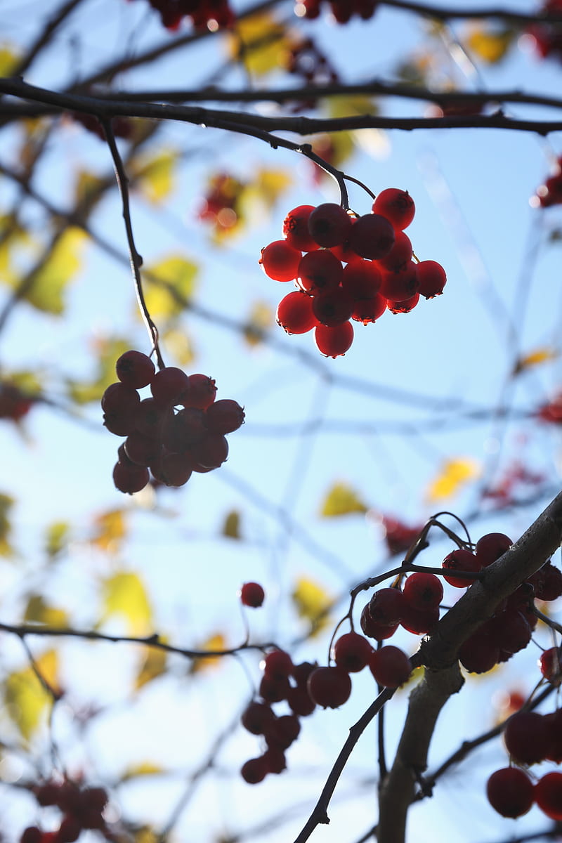 rowan, berries, bunches, branches, macro, HD phone wallpaper