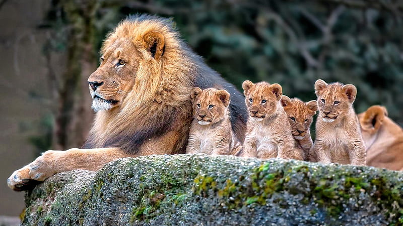 big lion and baby lions are sitting on rock in blur background animals, HD wallpaper