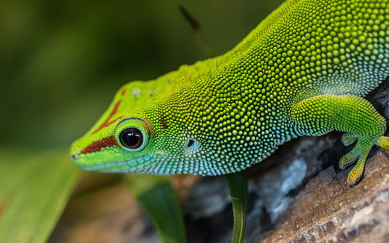 Green Arboreal Lizard 2019 Animal, HD wallpaper