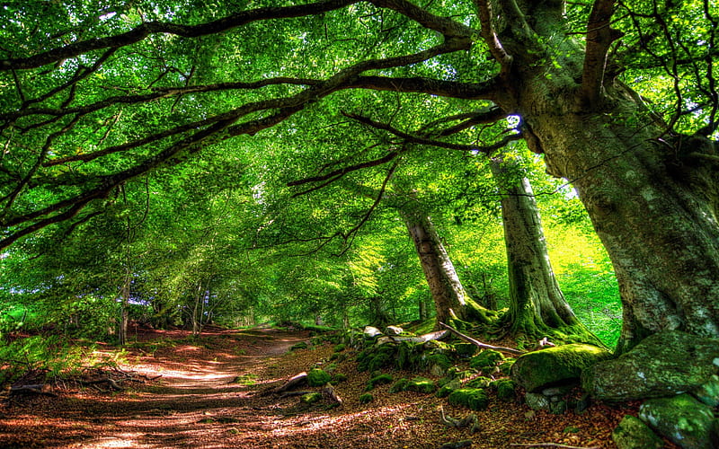 Path In The Forest, grass, woods, bonito, green forest, leaves ...