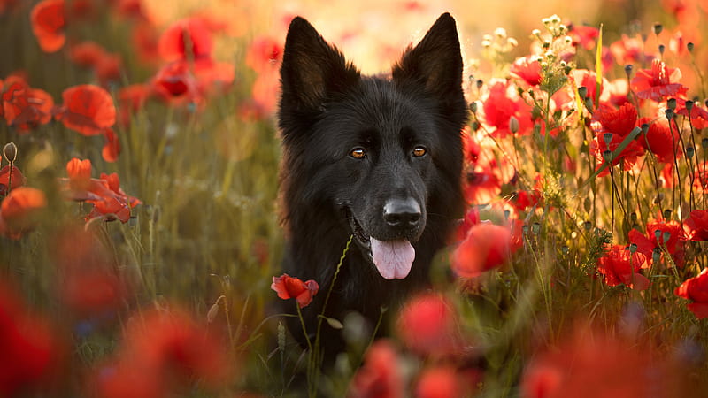 Black German Shepherd Is Standing In Red Poppy Flowers Field Dog, HD wallpaper