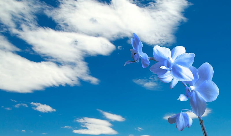 Flor azul, flor, flores, cielo, azul, Fondo de pantalla HD | Peakpx