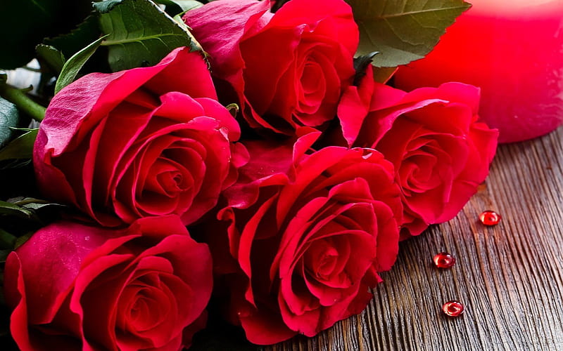 bouquet, red roses, buds, HD wallpaper