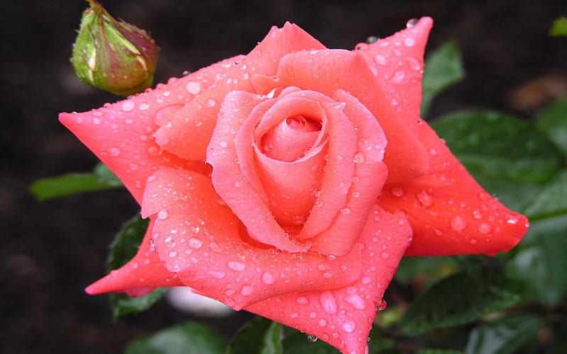 Rain-drenched Pink Rose, water, wet, soaked, rose, rain, drench, pink, HD wallpaper