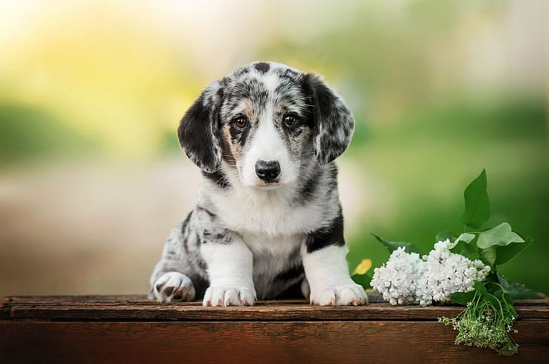 Welsh Corgi puppy, cardigan, dog, ekaterina kikot, welsh corgi, puppy, cute, caine, HD wallpaper