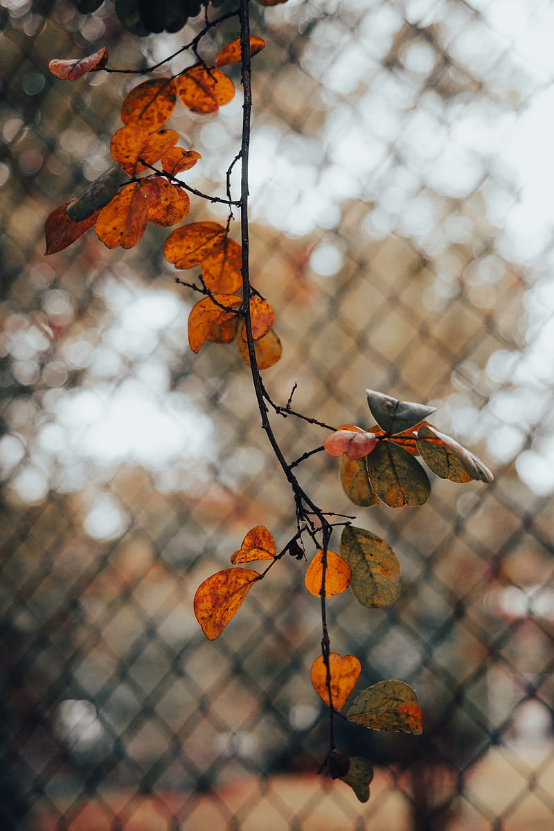 branch, leaves, fence, mesh, autumn, macro, HD phone wallpaper