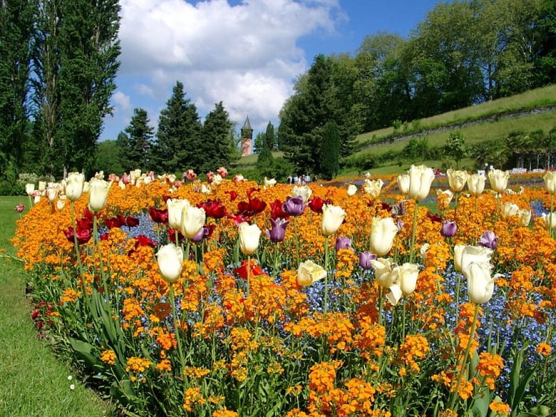 Isle of Mainau, Germany, colors, spring, tulips, forget me not, wallflowers, HD wallpaper