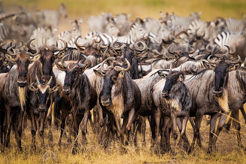 Animal, Wildebeest, Antelope, Wildlife, HD wallpaper