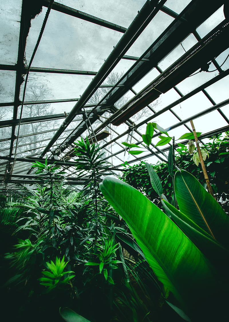 greenhouse, plants, tropical, leaves, green, HD phone wallpaper