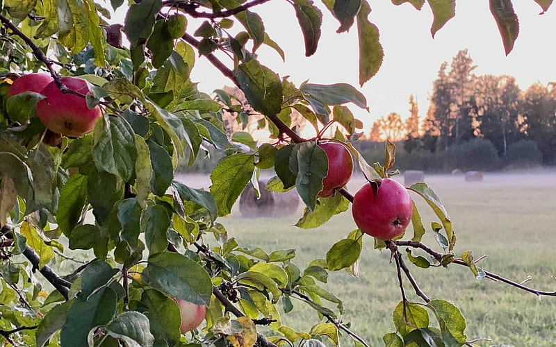 Harvest Time, Latvia, harvest, apples, tree, leaves, HD wallpaper