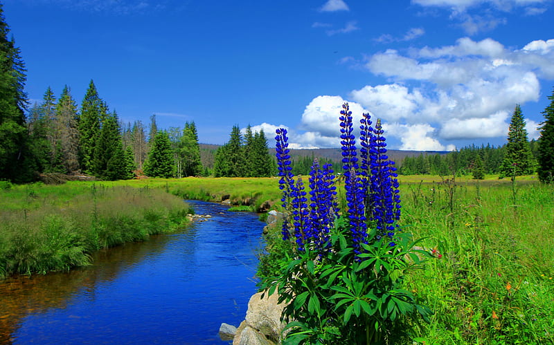 Small spring creek, stream, grass, fresh, bonito, spring, creek, trees, sky, clouds, small, flowers, river, HD wallpaper