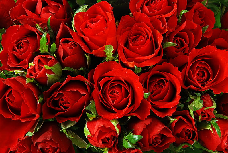 Red roses for you, Rose, Order Rosales, Red, Perennial flowering plant, HD wallpaper