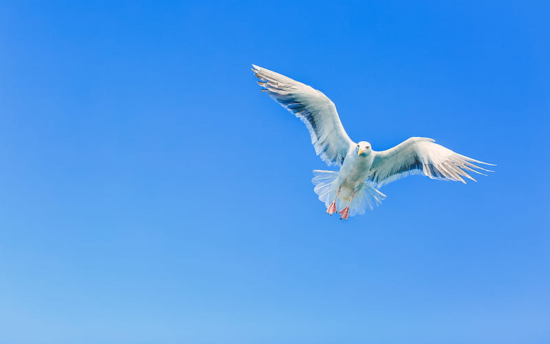 Flying Seagull Blue Sky 2021 Bird, HD wallpaper
