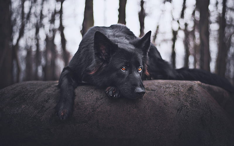 Black German Shepherd, sad dog, forest, cute animals, German Shepherd, dogs, black dog, German Shepherd Dog, HD wallpaper