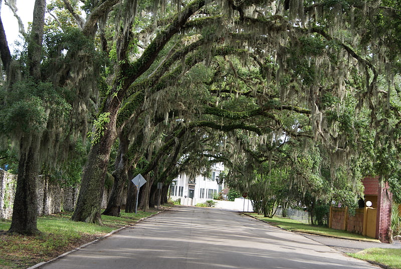 St. Augustine, Florida, oak trees, florida, streets, trees, HD wallpaper