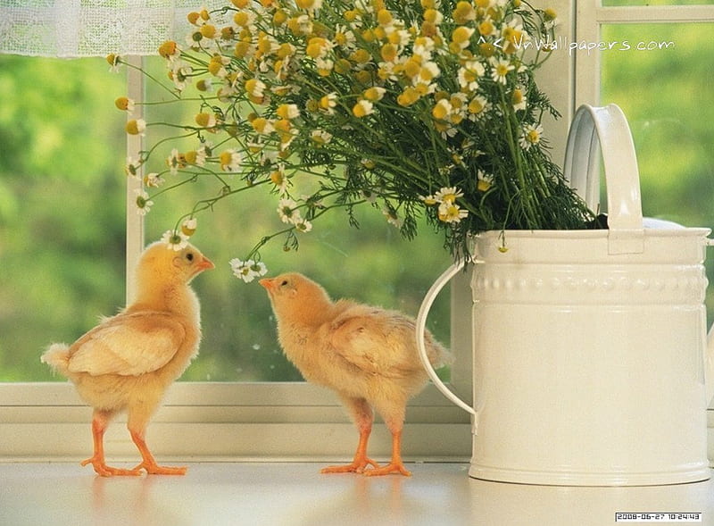 Beautiful ducks/or maybe chickens!! lol, ducks, bonito, HD wallpaper