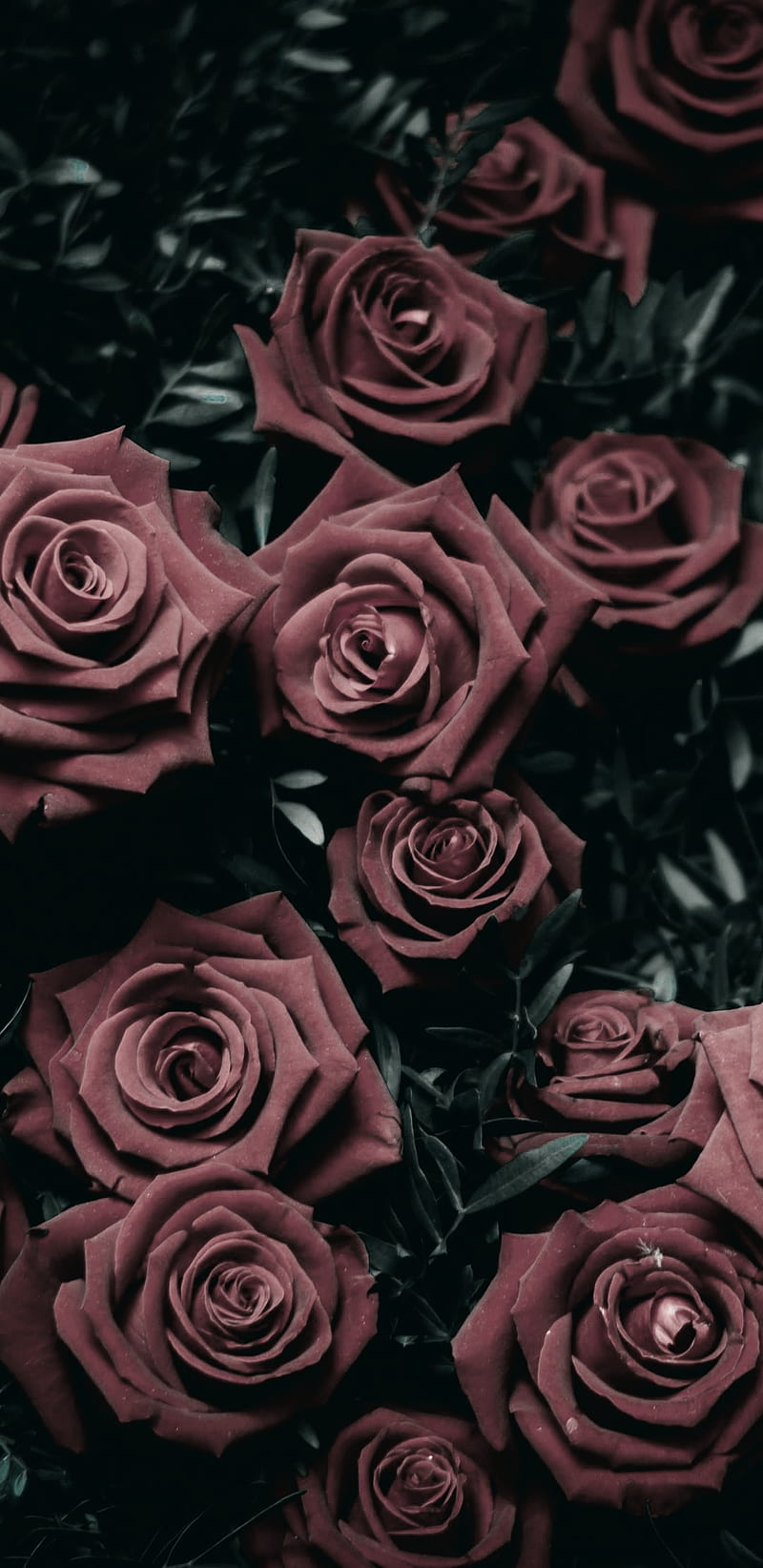 Roses, faded, grayscale, HD phone wallpaper | Peakpx