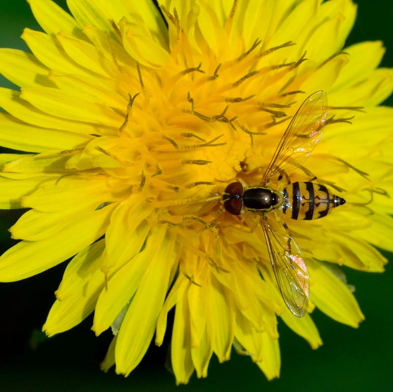 Nature At Work, bee, bug, amazing nature, yellow flower, wonderful nature, insect, HD wallpaper