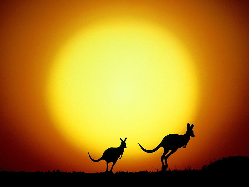 The Kangaroo Hop Australia-graphy selected fourth series, HD wallpaper