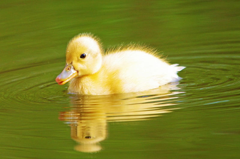Where's Mom ?, pond, cute, water, duck, swimming, HD wallpaper